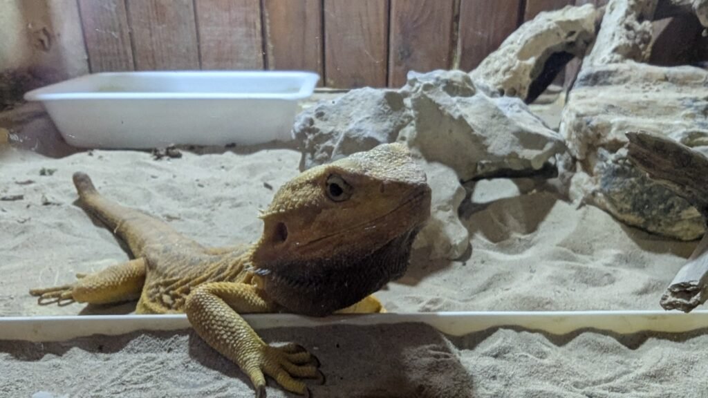 Geckos in Tbilisi Zoo