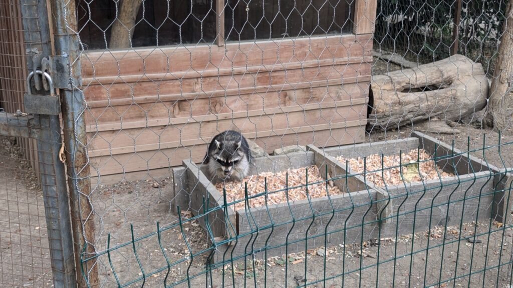 Watch cute animals in the zoo of tbilisi