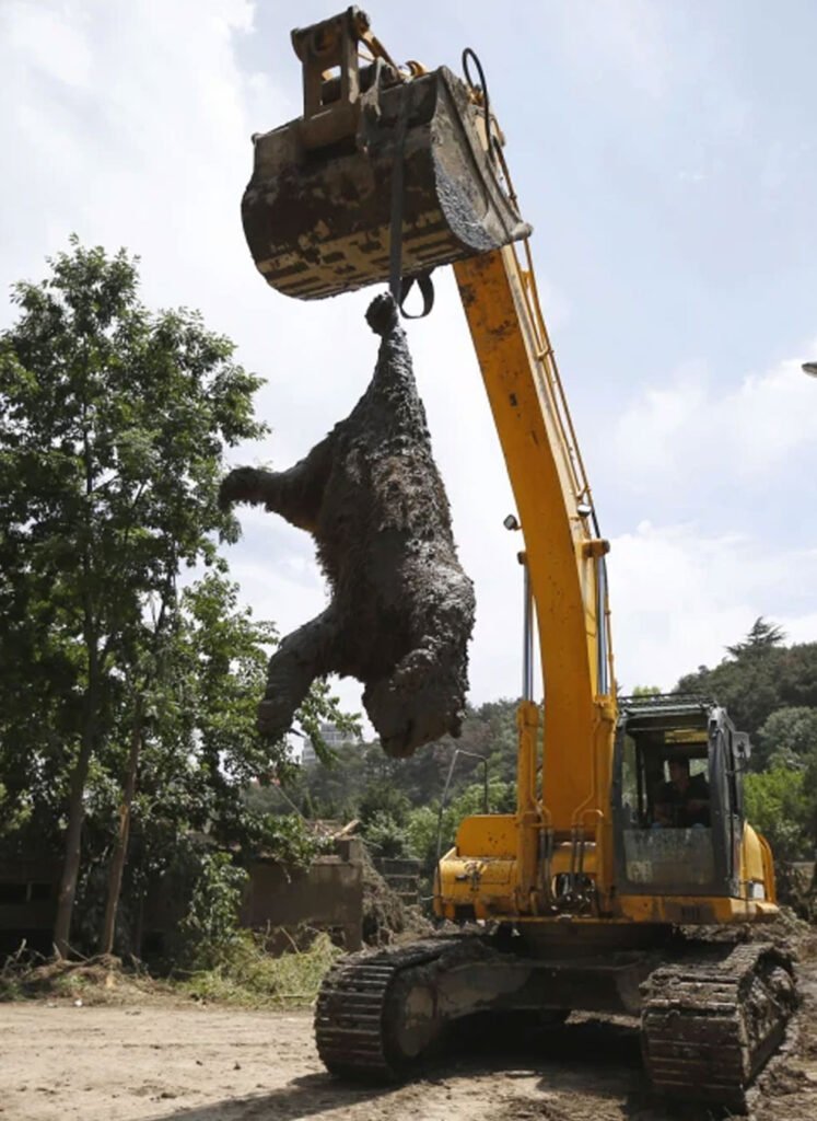 Tbilisi Zoo during the Flood 2015